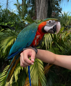 Hybrid Macaw
