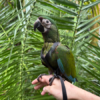Severe Macaw