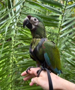 Severe Macaw