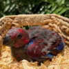 Solomon Island Eclectus