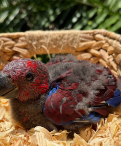 Solomon Island Eclectus