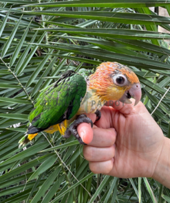White Bellied Caique