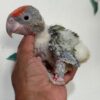 Cape Parrot