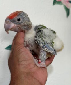 Cape Parrot