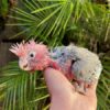 Rose Breasted Cockatoo