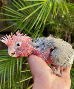 Rose Breasted Cockatoo