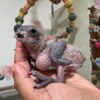 Black Headed Caique