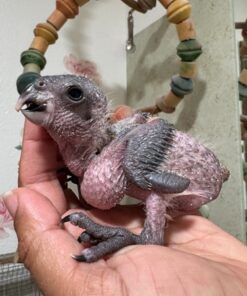 Black Headed Caique