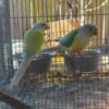 Green Cheek Conure