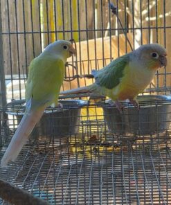 Green Cheek Conure