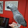 African Grey Congo Parrot