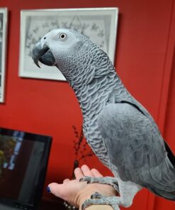 African Grey Congo Parrot