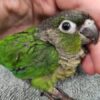 Green Cheek Conure