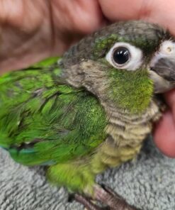 Green Cheek Conure