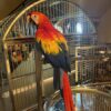 Scarlet Macaw