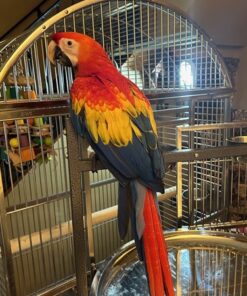 Scarlet Macaw