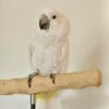 Umbrella Cockatoo