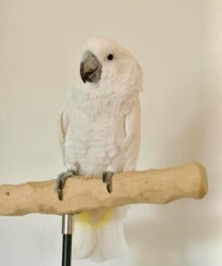 Umbrella Cockatoo
