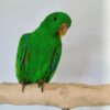 Solomon Island Eclectus
