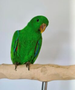 Solomon Island Eclectus