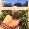 Hahns Macaw