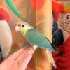 Green Cheek Conure