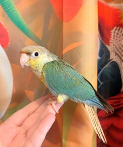 Green Cheek Conure