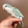 Quaker Parrot
