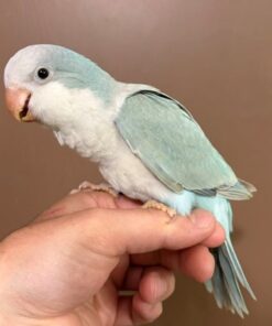 Quaker Parrot