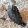 African Grey Timneh Parrot