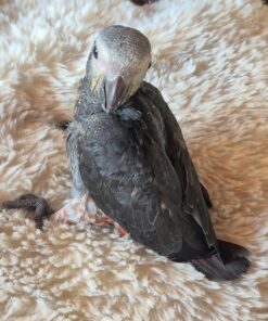 African Grey Timneh Parrot