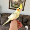 Cockatiel for sale
