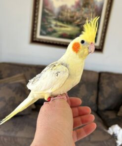Cockatiel for sale