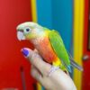 Green Cheek Conure