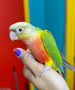 Green Cheek Conure