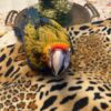 Hybrid Macaw