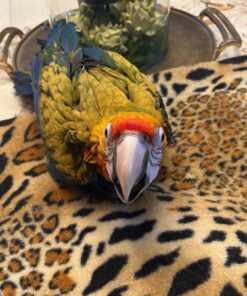 Hybrid Macaw