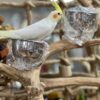 Cockatiel for sale
