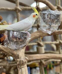 Cockatiel for sale