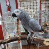 African Grey Congo Parrot