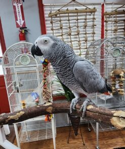 African Grey Congo Parrot