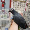 African Grey Timneh Parrot
