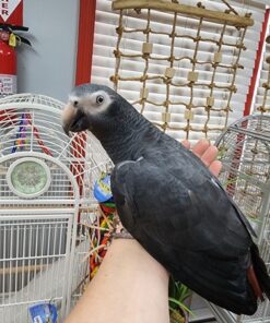 African Grey Timneh Parrot