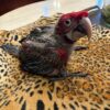 Green Wing Macaw