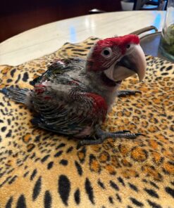 Green Wing Macaw