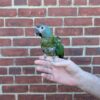 Blue-headed Macaw