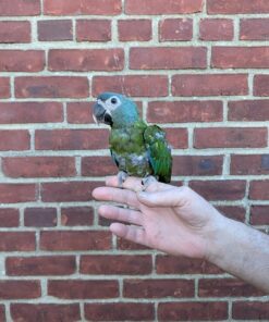Blue-headed Macaw
