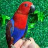 Solomon Island Eclectus