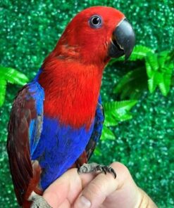 Solomon Island Eclectus