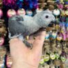 African Grey Congo Parrot